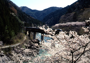 水と踊りのまち郡上八幡めぐり