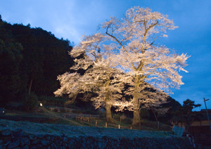 淡墨桜・谷汲山めぐり